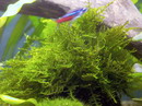 Christmas moss
